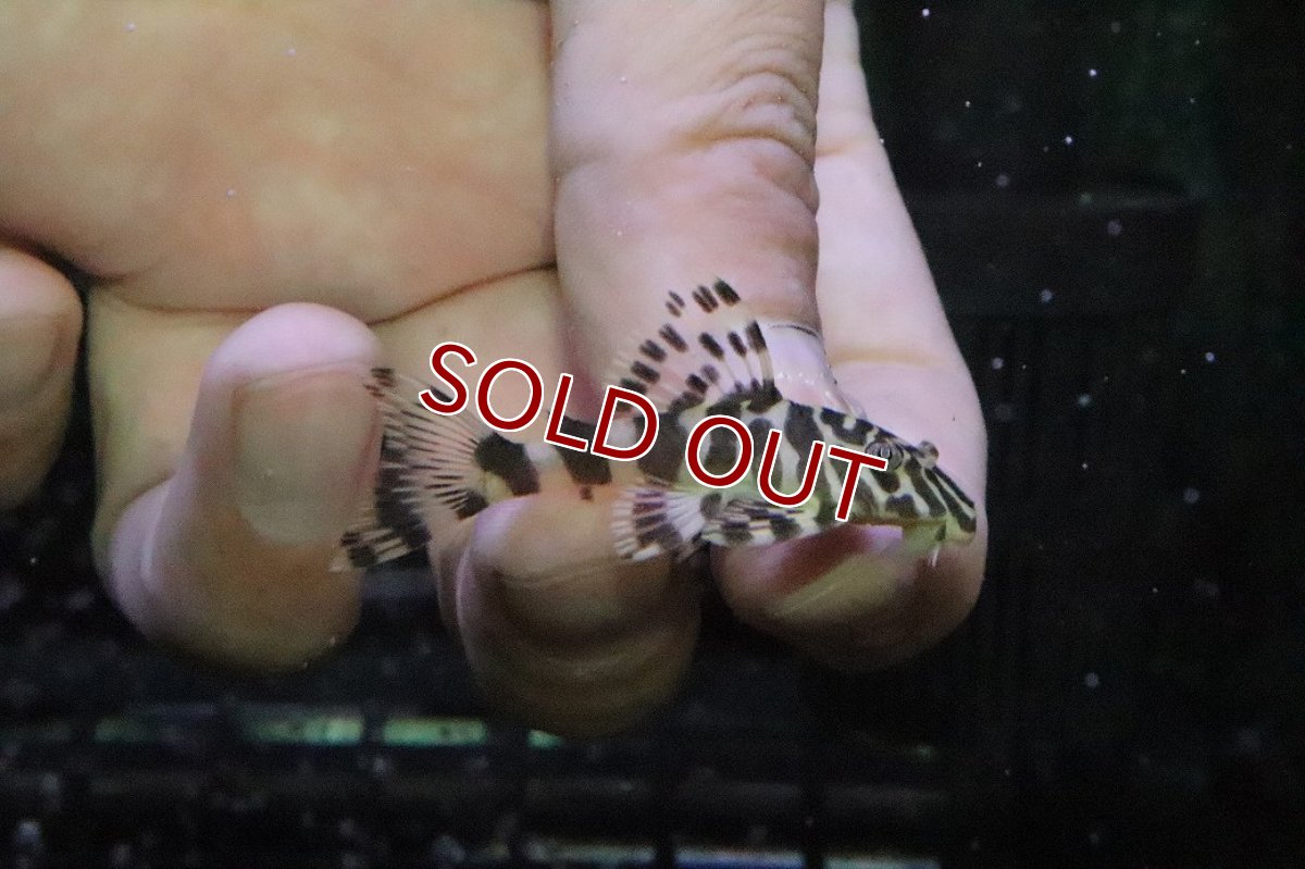 画像1: 【淡水魚】【通販】クイーンインペリアルタイガープレコ ワイルド【１匹 サンプル画像】(±4-5cm)(プレコ)(生体)(熱帯魚)NKP (1)