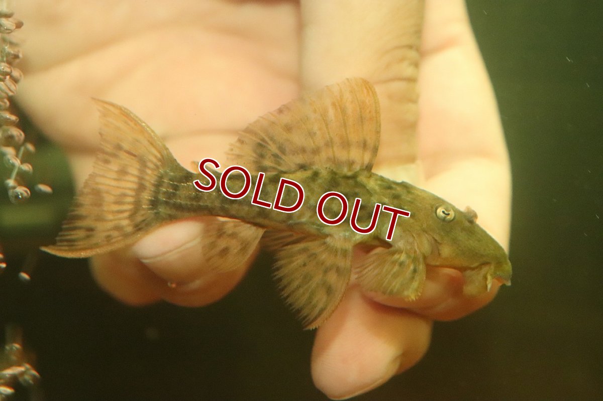 画像1: 【淡水魚】【通販】スカーレットトリムプレコ ワイルド【１匹 サンプル画像】(±8cm)(プレコ)(生体)(熱帯魚)NKP (1)