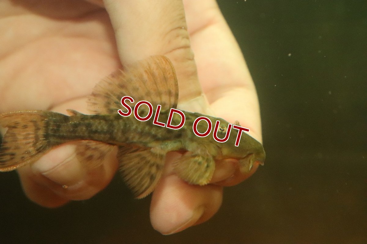 画像2: 【淡水魚】【通販】スカーレットトリムプレコ ワイルド【１匹 サンプル画像】(±8cm)(プレコ)(生体)(熱帯魚)NKP (2)