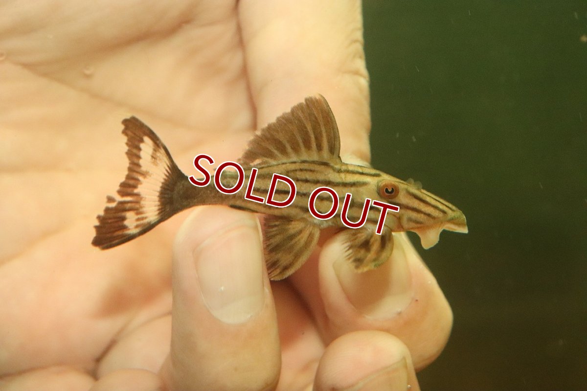 画像1: 【淡水魚】【通販】オレンジロイヤルプレコ ワイルド【１匹 サンプル画像】(±6cm)(プレコ)(生体)(熱帯魚)NKP (1)