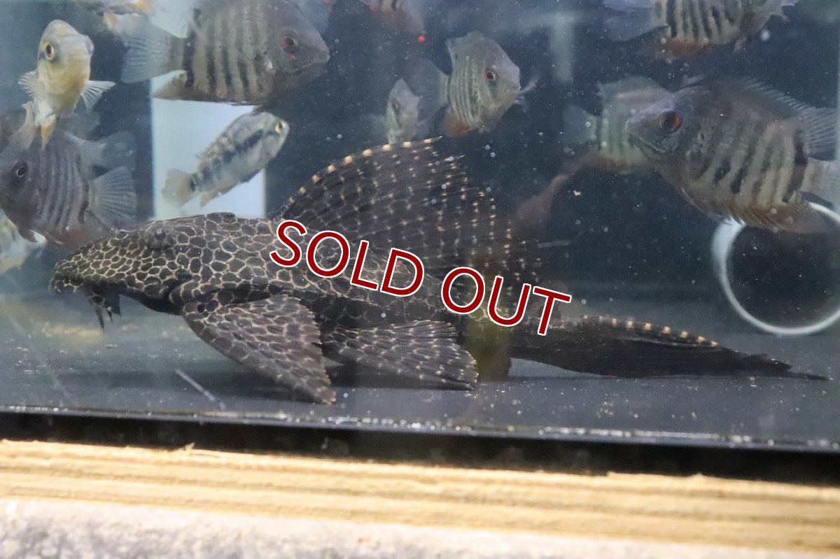 画像1: 【ウィンターセール 10％OFF対象商品】【淡水魚】【通販】かなり大きめ セルフィンプレコ【１匹 サンプル画像】(±20-28cm)(プレコ)(生体)(熱帯魚)NKＰ (1)