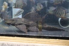 画像1: 【淡水魚】【通販】かなり大きめ セルフィンプレコ【１匹 サンプル画像】(±20-28cm)(プレコ)(生体)(熱帯魚)NKＰ (1)
