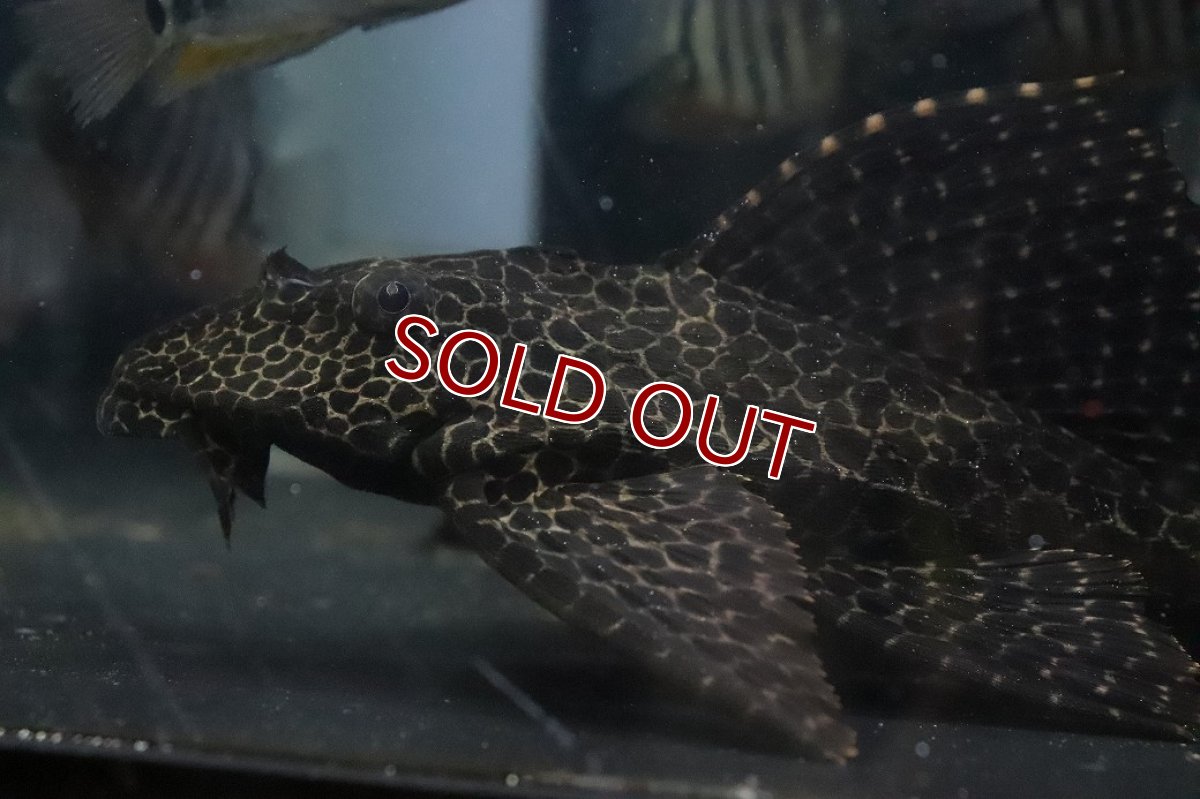 画像2: 【ウィンターセール 10％OFF対象商品】【淡水魚】【通販】かなり大きめ セルフィンプレコ【１匹 サンプル画像】(±20-28cm)(プレコ)(生体)(熱帯魚)NKＰ (2)