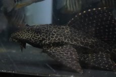 画像2: 【淡水魚】【通販】かなり大きめ セルフィンプレコ【１匹 サンプル画像】(±20-28cm)(プレコ)(生体)(熱帯魚)NKＰ (2)