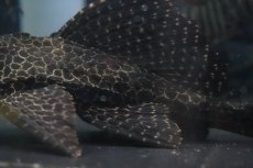 画像3: 【淡水魚】【通販】かなり大きめ セルフィンプレコ【１匹 サンプル画像】(±20-28cm)(プレコ)(生体)(熱帯魚)NKＰ (3)