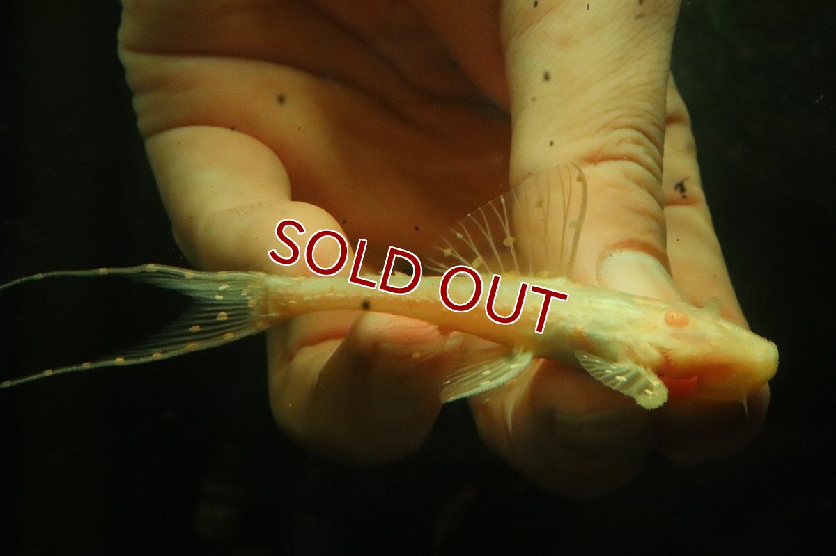 画像1: 【淡水魚】【通販】アルビノアグアプレコ【1匹 サンプル画像】(±8cm)(プレコ)(生体)(熱帯魚)NKP (1)