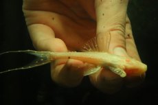 画像1: 【淡水魚】【通販】アルビノアグアプレコ【1匹 サンプル画像】(±8cm)(プレコ)(生体)(熱帯魚)NKP (1)