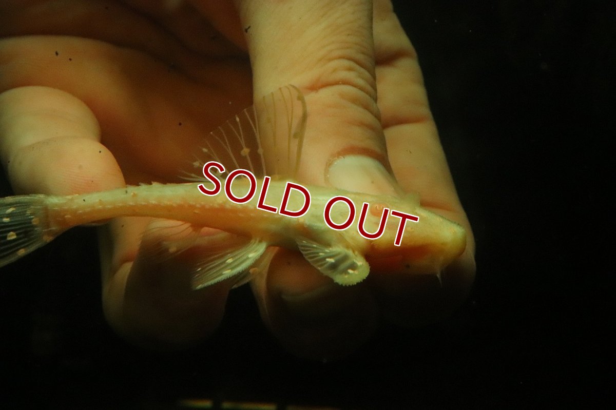 画像2: 【淡水魚】【通販】アルビノアグアプレコ【1匹 サンプル画像】(±8cm)(プレコ)(生体)(熱帯魚)NKP (2)