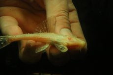 画像2: 【淡水魚】【通販】アルビノアグアプレコ【1匹 サンプル画像】(±8cm)(プレコ)(生体)(熱帯魚)NKP (2)