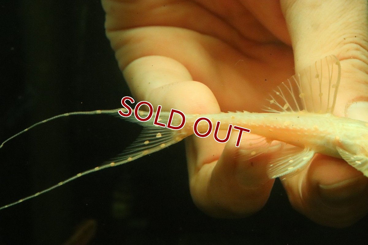 画像3: 【淡水魚】【通販】アルビノアグアプレコ【1匹 サンプル画像】(±8cm)(プレコ)(生体)(熱帯魚)NKP (3)