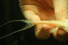 画像3: 【淡水魚】【通販】アルビノアグアプレコ【1匹 サンプル画像】(±8cm)(プレコ)(生体)(熱帯魚)NKP (3)