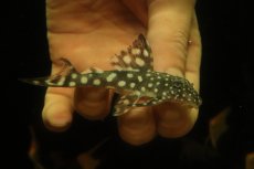 画像1: 【淡水魚】【通販】スノーベールペコルティアプレコ ワイルド【1匹 サンプル画像】(±6-8cm)(プレコ)(生体)(熱帯魚)NKP (1)