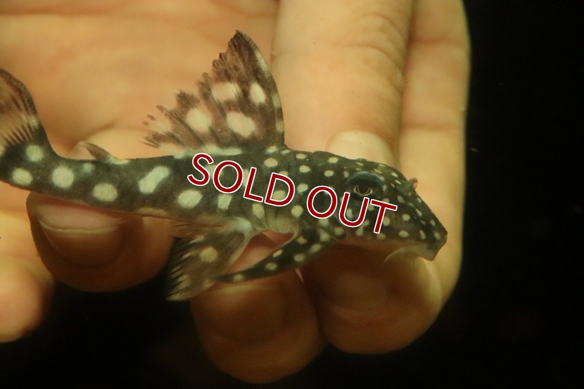 画像2: 【淡水魚】【通販】スノーベールペコルティアプレコ ワイルド【1匹 サンプル画像】(±6-8cm)(プレコ)(生体)(熱帯魚)NKP (2)