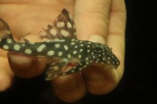 画像2: 【淡水魚】【通販】スノーベールペコルティアプレコ ワイルド【1匹 サンプル画像】(±6-8cm)(プレコ)(生体)(熱帯魚)NKP (2)