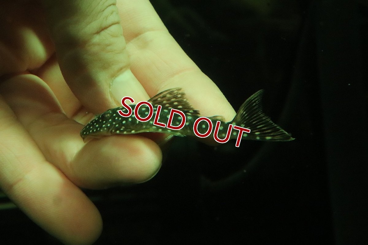 画像1: 【淡水魚】【通販】スタースパングルプレコ ワイルド【１匹 サンプル画像】(±5-6cm)(プレコ)(生体)(熱帯魚)NKP (1)