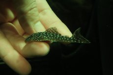 画像1: 【淡水魚】【通販】スタースパングルプレコ ワイルド【１匹 サンプル画像】(±5-6cm)(プレコ)(生体)(熱帯魚)NKP (1)