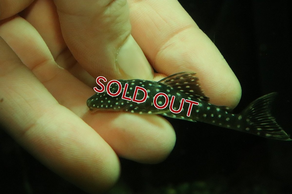 画像2: 【淡水魚】【通販】スタースパングルプレコ ワイルド【１匹 サンプル画像】(±5-6cm)(プレコ)(生体)(熱帯魚)NKP (2)