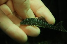 画像2: 【淡水魚】【通販】スタースパングルプレコ ワイルド【１匹 サンプル画像】(±5-6cm)(プレコ)(生体)(熱帯魚)NKP (2)