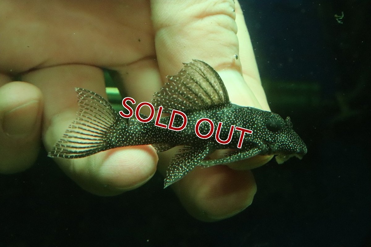 画像1: 【淡水魚】【通販】スターダストクラウンプレコ ワイルド【１匹 サンプル画像】(±5-6cm)(プレコ)(生体)(熱帯魚)NKP (1)