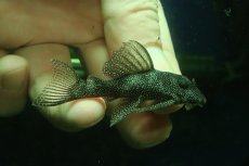 画像1: 【淡水魚】【通販】スターダストクラウンプレコ ワイルド【１匹 サンプル画像】(±5-6cm)(プレコ)(生体)(熱帯魚)NKP (1)