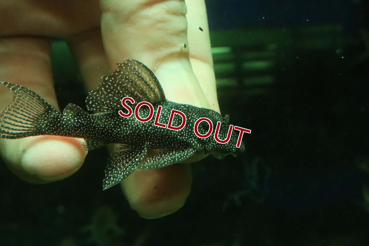 画像2: 【淡水魚】【通販】スターダストクラウンプレコ ワイルド【１匹 サンプル画像】(±5-6cm)(プレコ)(生体)(熱帯魚)NKP (2)