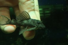 画像2: 【淡水魚】【通販】スターダストクラウンプレコ ワイルド【１匹 サンプル画像】(±5-6cm)(プレコ)(生体)(熱帯魚)NKP (2)