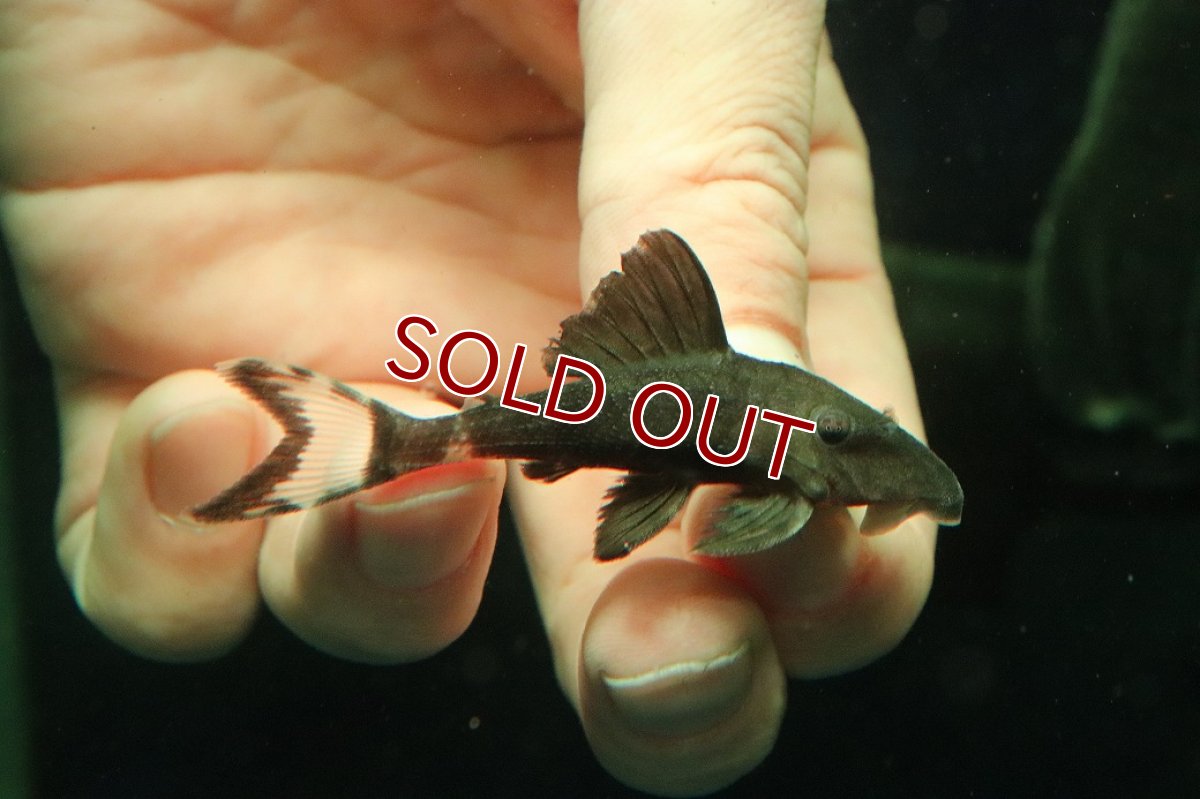 画像1: 【淡水魚】【通販】ホワイトテールパナクエプレコ ワイルド【１匹 サンプル画像】(±6cm)(プレコ)(生体)(熱帯魚)NKP (1)