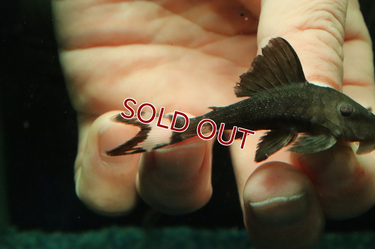 画像2: 【淡水魚】【通販】ホワイトテールパナクエプレコ ワイルド【１匹 サンプル画像】(±6cm)(プレコ)(生体)(熱帯魚)NKP (2)