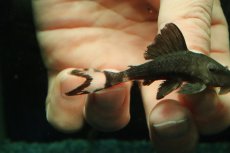 画像2: 【淡水魚】【通販】ホワイトテールパナクエプレコ ワイルド【１匹 サンプル画像】(±6cm)(プレコ)(生体)(熱帯魚)NKP (2)