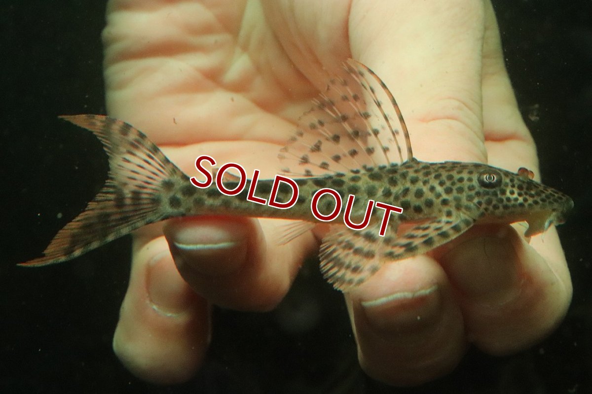 画像1: 【淡水魚】【通販】クプープレコ ペルー産 ワイルド【１匹 サンプル画像】(±9cm)(プレコ)(生体)(熱帯魚)NKP (1)