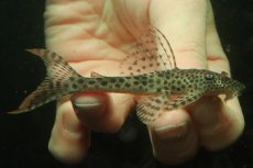 画像1: 【淡水魚】【通販】クプープレコ ペルー産 ワイルド【１匹 サンプル画像】(±9cm)(プレコ)(生体)(熱帯魚)NKP (1)