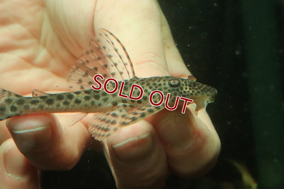 画像2: 【淡水魚】【通販】クプープレコ ペルー産 ワイルド【１匹 サンプル画像】(±9cm)(プレコ)(生体)(熱帯魚)NKP (2)