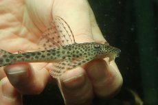 画像2: 【淡水魚】【通販】クプープレコ ペルー産 ワイルド【１匹 サンプル画像】(±9cm)(プレコ)(生体)(熱帯魚)NKP (2)