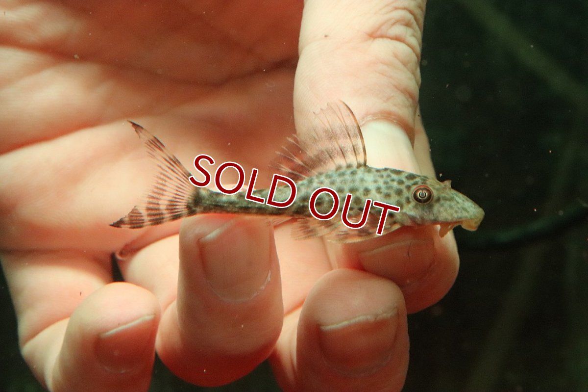 画像1: 【淡水魚】【通販】スポットコクリオドンプレコ ペルー産 ワイルド【１匹 サンプル画像】(±5cm)(プレコ)(生体)(熱帯魚)NKP (1)