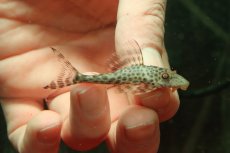 画像1: 【淡水魚】【通販】スポットコクリオドンプレコ ペルー産 ワイルド【１匹 サンプル画像】(±5cm)(プレコ)(生体)(熱帯魚)NKP (1)