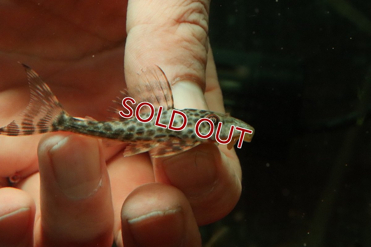 画像2: 【淡水魚】【通販】スポットコクリオドンプレコ ペルー産 ワイルド【１匹 サンプル画像】(±5cm)(プレコ)(生体)(熱帯魚)NKP (2)