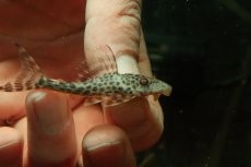 画像2: 【淡水魚】【通販】スポットコクリオドンプレコ ペルー産 ワイルド【１匹 サンプル画像】(±5cm)(プレコ)(生体)(熱帯魚)NKP (2)