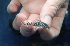 画像1: 【淡水魚】【通販】L-66 キングタイガーペコルティアプレコ ワイルド【１匹 サンプル画像】(±4cm)(プレコ)(生体)(熱帯魚)NKP (1)