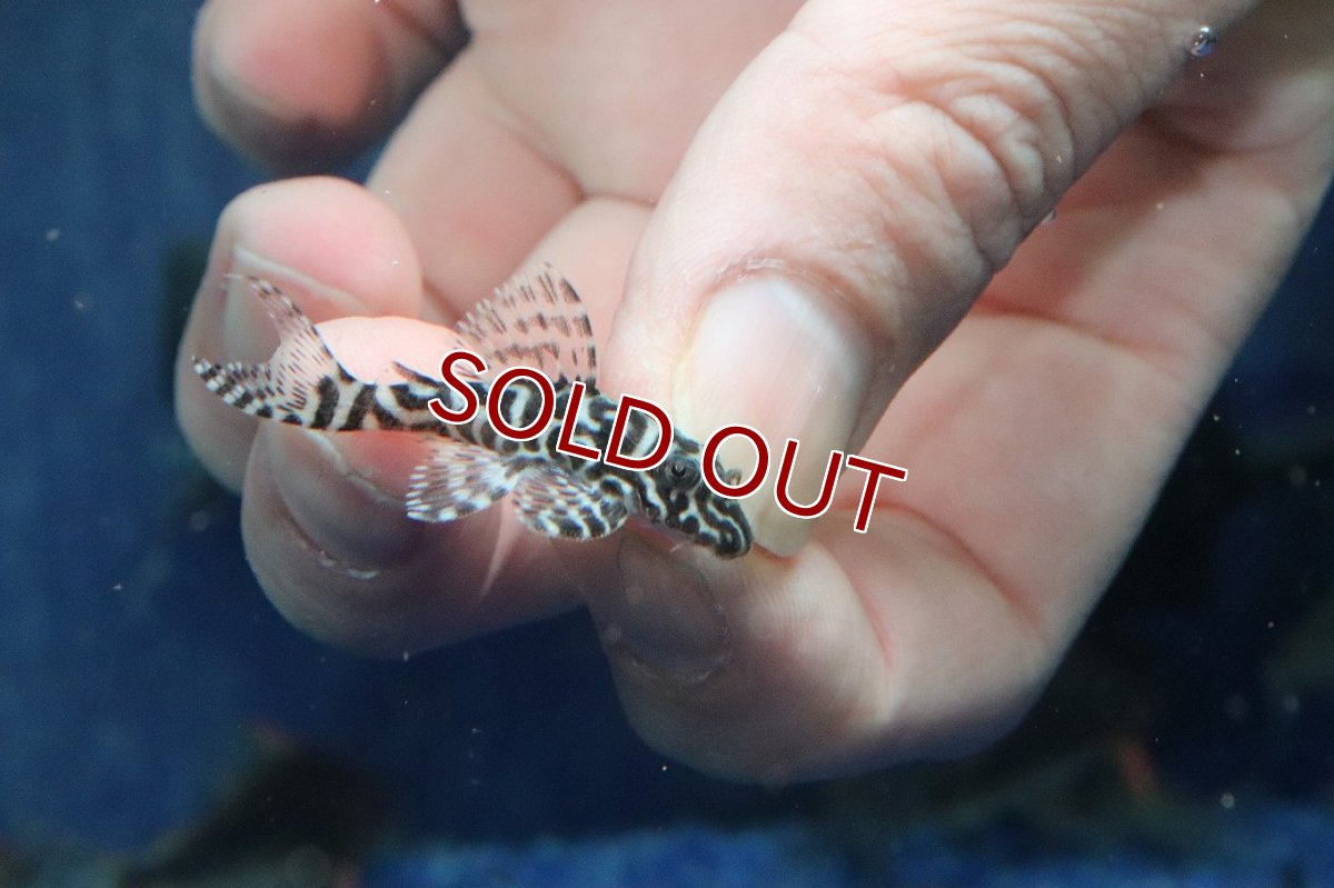 画像2: 【淡水魚】【通販】L-66 キングタイガーペコルティアプレコ ワイルド【１匹 サンプル画像】(±4cm)(プレコ)(生体)(熱帯魚)NKP (2)