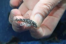 画像2: 【淡水魚】【通販】L-66 キングタイガーペコルティアプレコ ワイルド【１匹 サンプル画像】(±4cm)(プレコ)(生体)(熱帯魚)NKP (2)