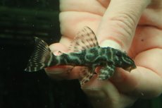画像1: 【淡水魚】【通販】L-129 ブラックタイガーペコルティアプレコ ワイルド【１匹 サンプル画像】(±6-7cm)(プレコ)(生体)(熱帯魚)NKP (1)