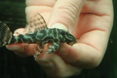 画像2: 【淡水魚】【通販】L-129 ブラックタイガーペコルティアプレコ ワイルド【１匹 サンプル画像】(±6-7cm)(プレコ)(生体)(熱帯魚)NKP (2)