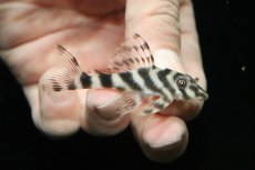 画像1: 【淡水魚】【通販】ニュータイガーキャンディストライププレコ ワイルド【１匹 サンプル画像】(±6cm)(プレコ)(生体)(熱帯魚)NKP (1)