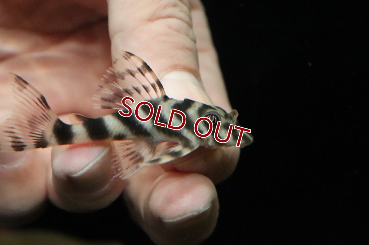 画像2: 【淡水魚】【通販】ニュータイガーキャンディストライププレコ ワイルド【１匹 サンプル画像】(±6cm)(プレコ)(生体)(熱帯魚)NKP (2)