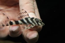 画像2: 【淡水魚】【通販】ニュータイガーキャンディストライププレコ ワイルド【１匹 サンプル画像】(±6cm)(プレコ)(生体)(熱帯魚)NKP (2)