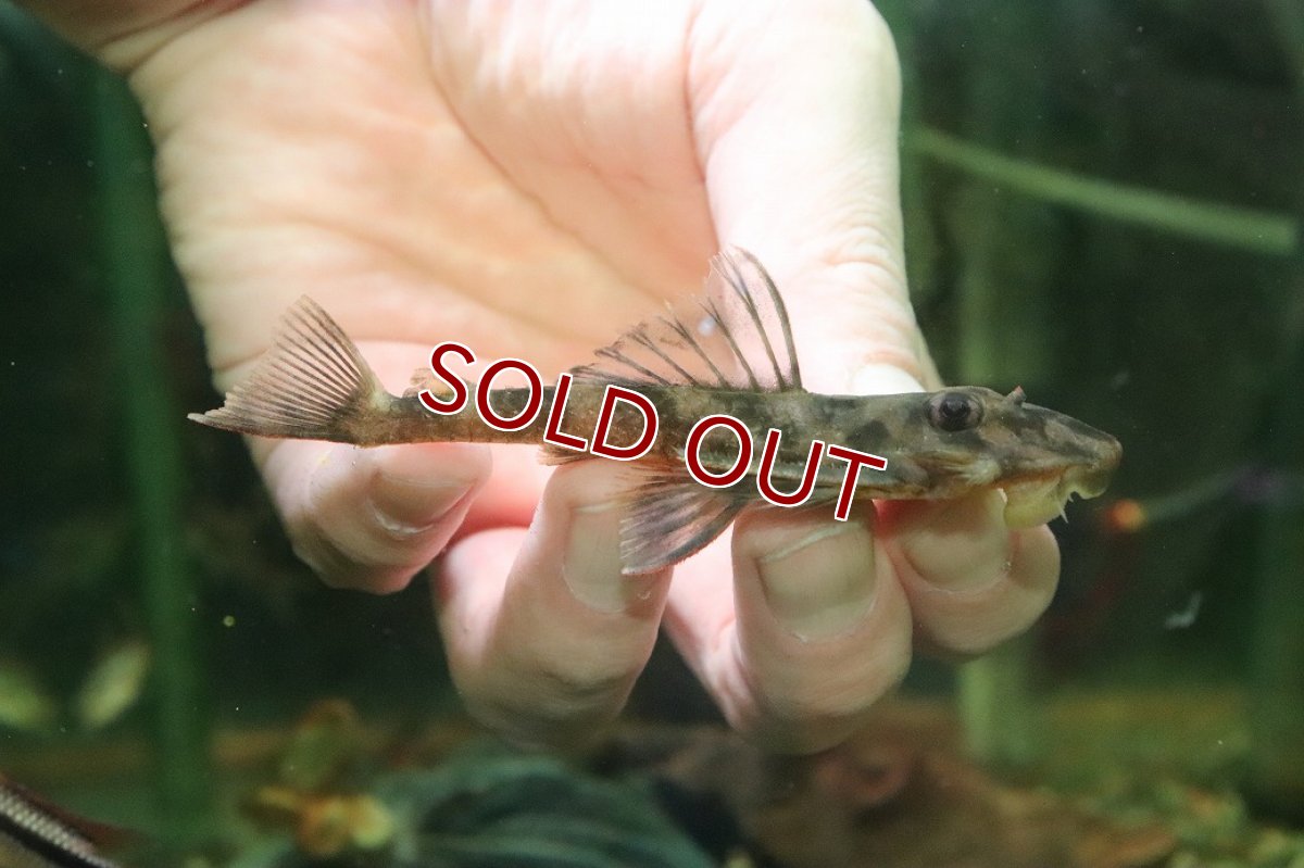画像1: 【淡水魚】【通販】バタフライプレコ ワイルド【１匹 サンプル画像】(±9-10cm)(プレコ)(生体)(熱帯魚)NKP (1)