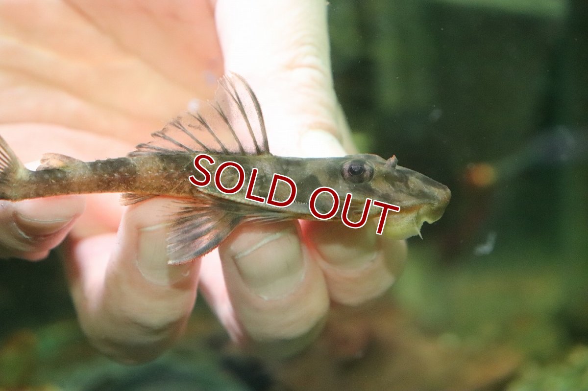 画像2: 【淡水魚】【通販】バタフライプレコ ワイルド【１匹 サンプル画像】(±9-10cm)(プレコ)(生体)(熱帯魚)NKP (2)