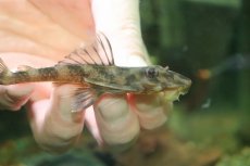 画像2: 【淡水魚】【通販】バタフライプレコ ワイルド【１匹 サンプル画像】(±9-10cm)(プレコ)(生体)(熱帯魚)NKP (2)