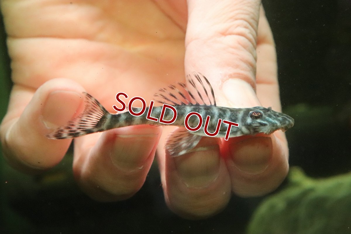 画像1: 【淡水魚】【通販】L-189 Pseudollthoxus kelsorum ワイルド【１匹 サンプル画像】(±6-7cm(生体)(熱帯魚)NKP (1)