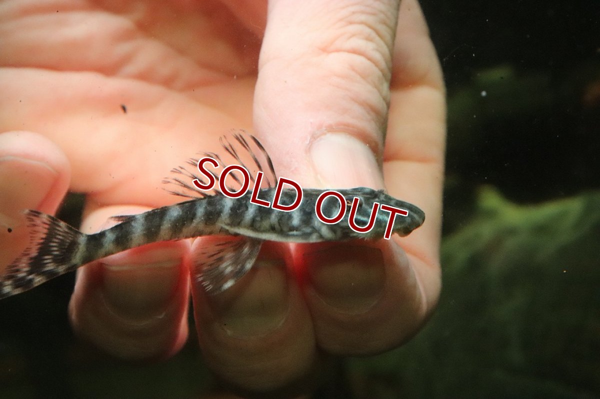 画像2: 【淡水魚】【通販】L-189 Pseudollthoxus kelsorum ワイルド【１匹 サンプル画像】(±6-7cm(生体)(熱帯魚)NKP (2)